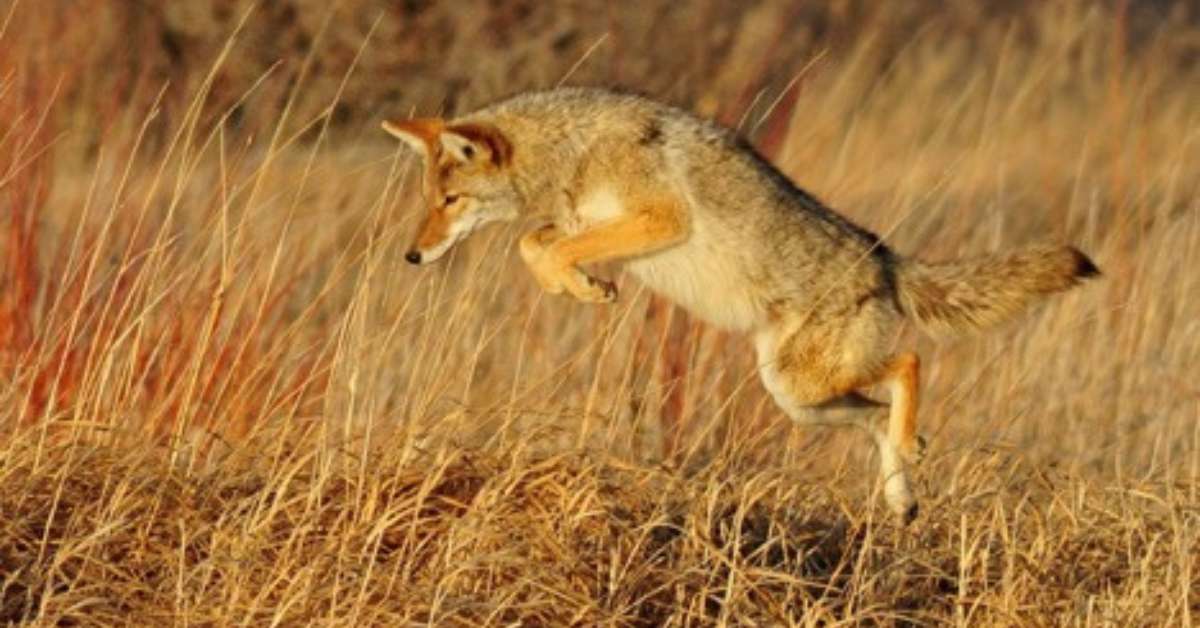 Featured Image for Managing Coyotes on Your Hunting Property